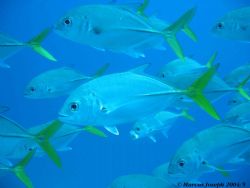 Horse eye Jacks taken on the Lesleen "M" Wreck in St. Luc... by Marcus Joseph 